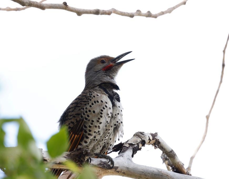 Northern Flicker - ML349475931