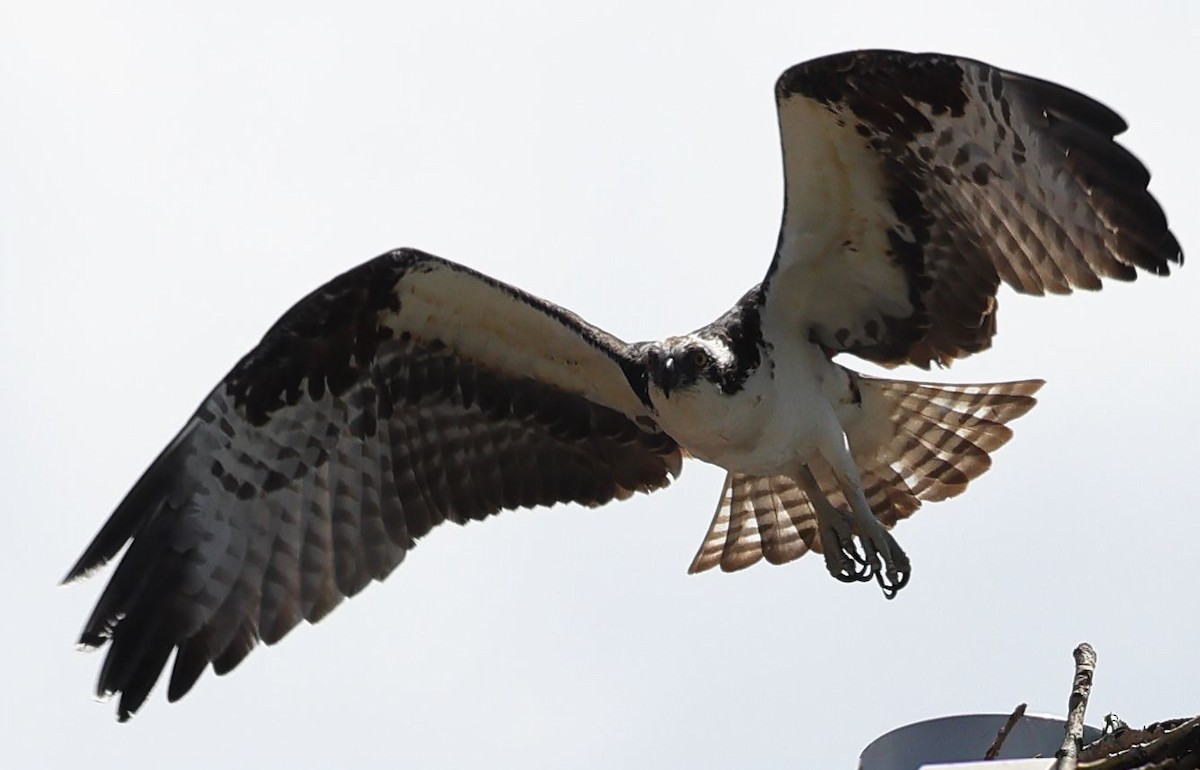 Osprey - ML349476201