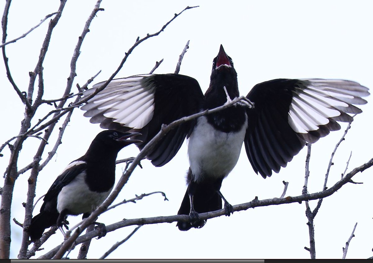Black-billed Magpie - ML349476291