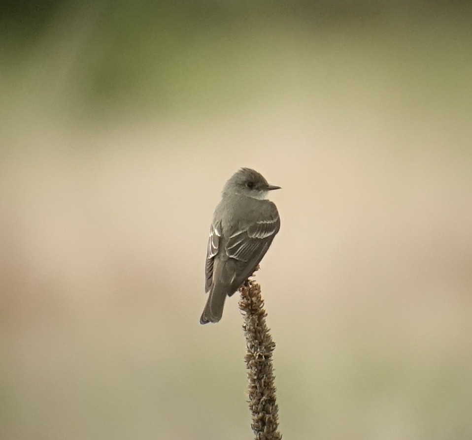 Western Wood-Pewee - ML349476981