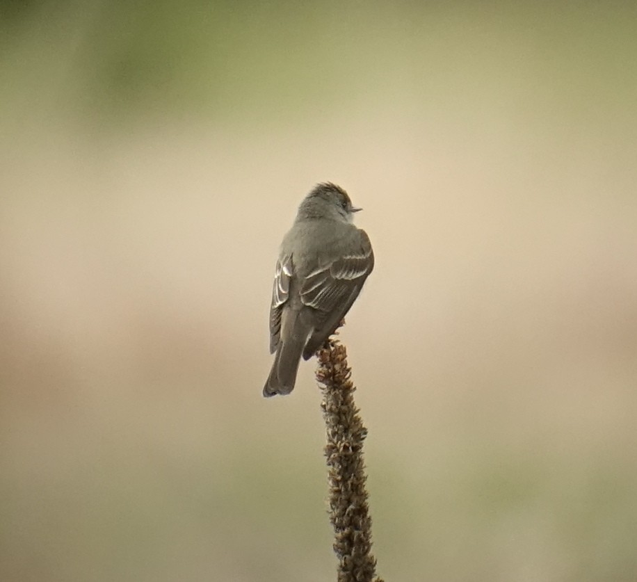 Western Wood-Pewee - ML349477031