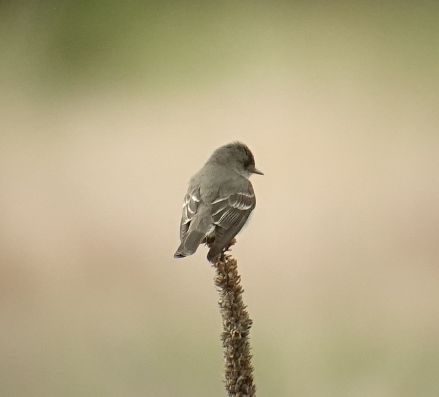 Western Wood-Pewee - ML349477131