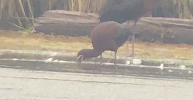 White-faced Ibis - ML349477171