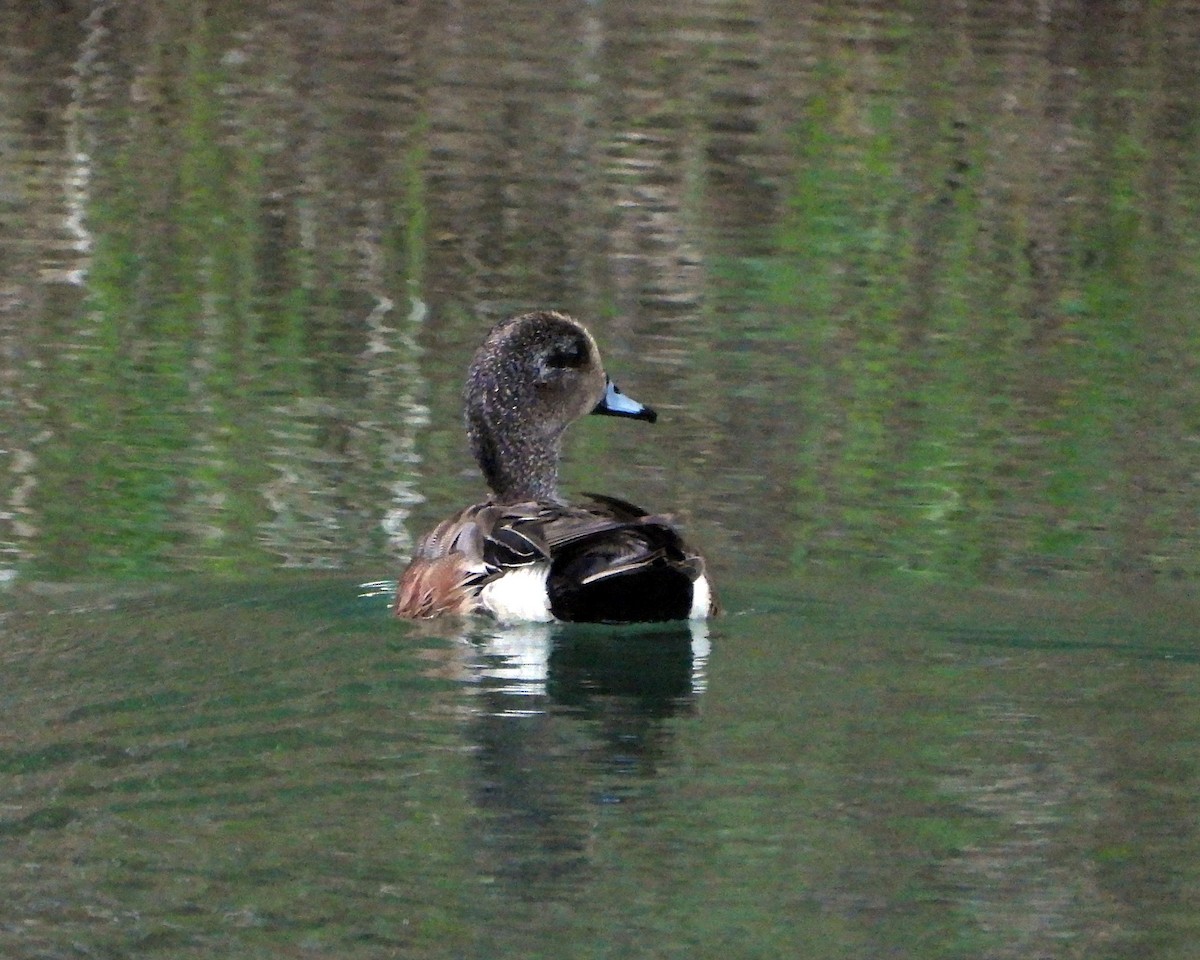 American Wigeon - ML349478061