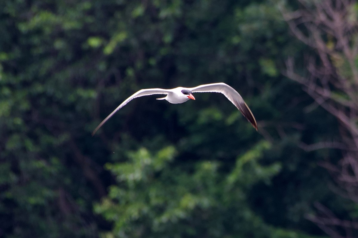 Caspian Tern - ML349478341