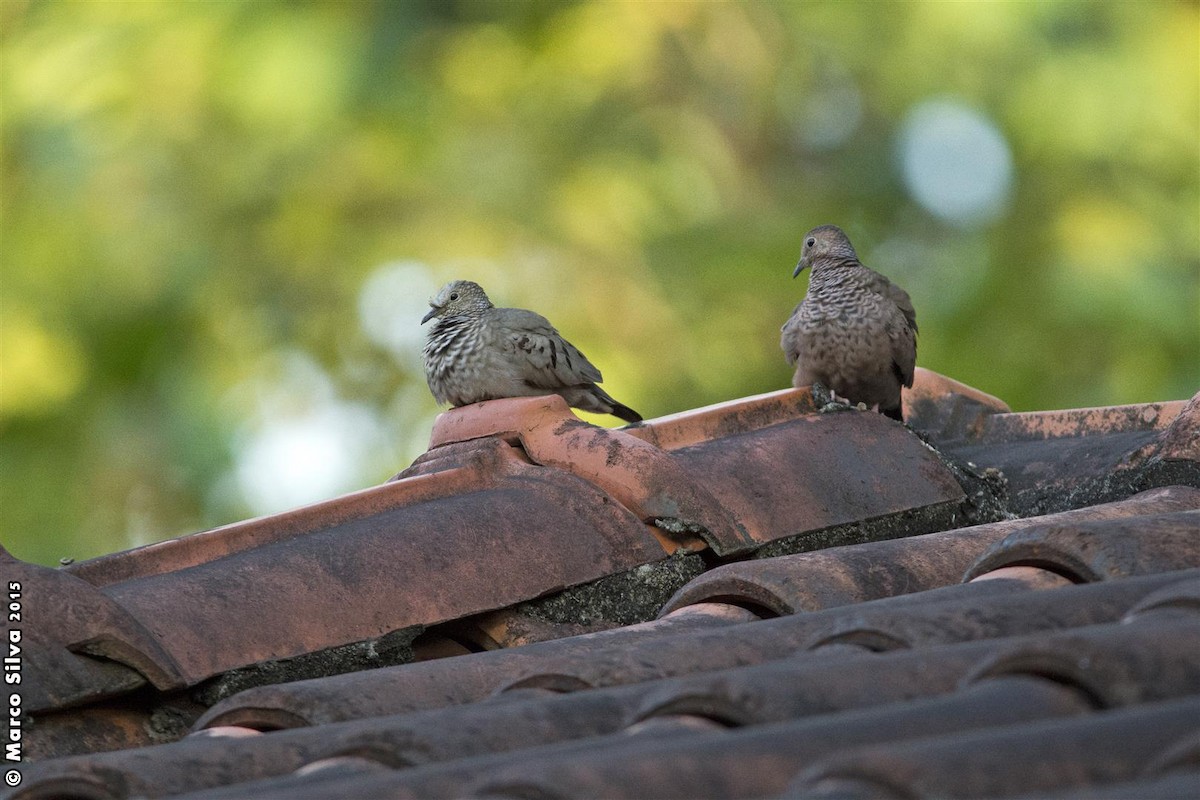 Common Ground Dove - Marco Silva