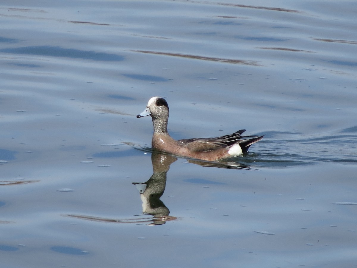 American Wigeon - ML349479591