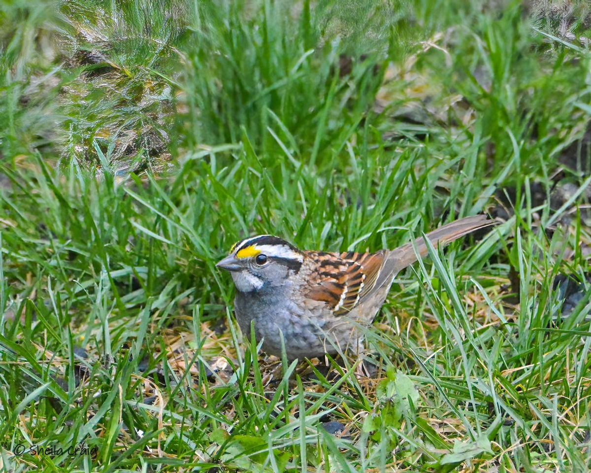 White-throated Sparrow - ML349479801