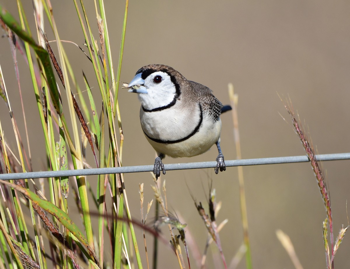 Double-barred Finch - Andy Gee