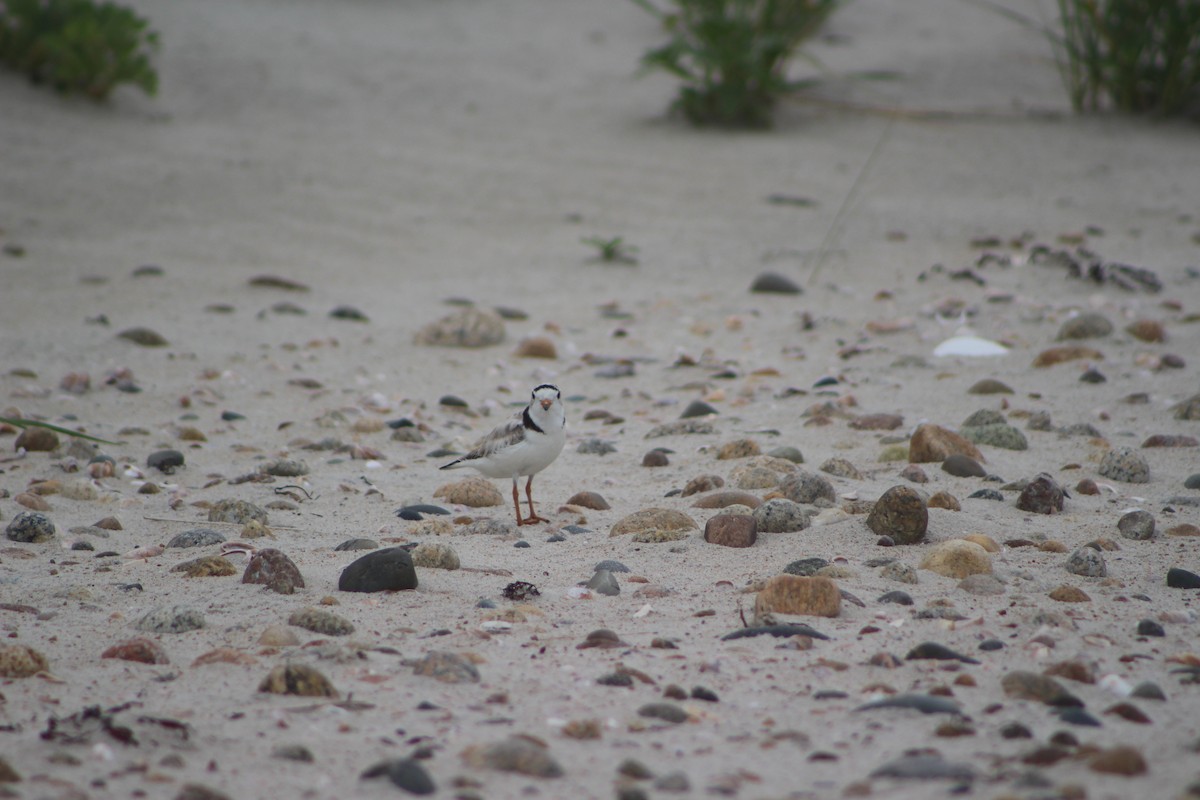 Piping Plover - ML349483851