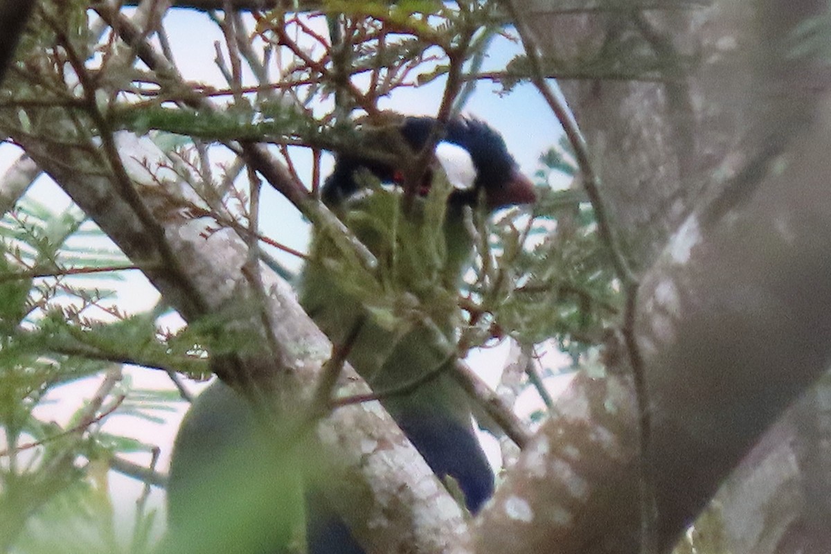 Hartlaub's Turaco - Audrey Whitlock