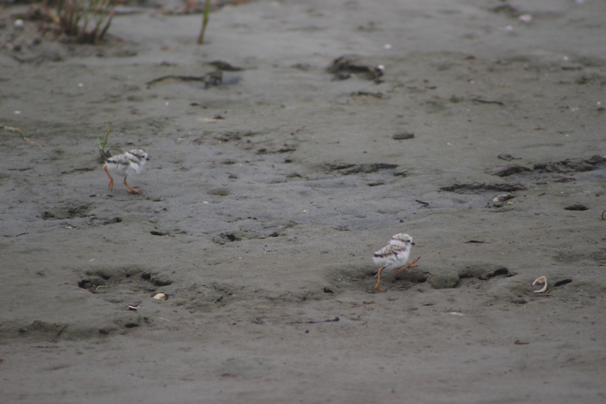 Piping Plover - ML349484101