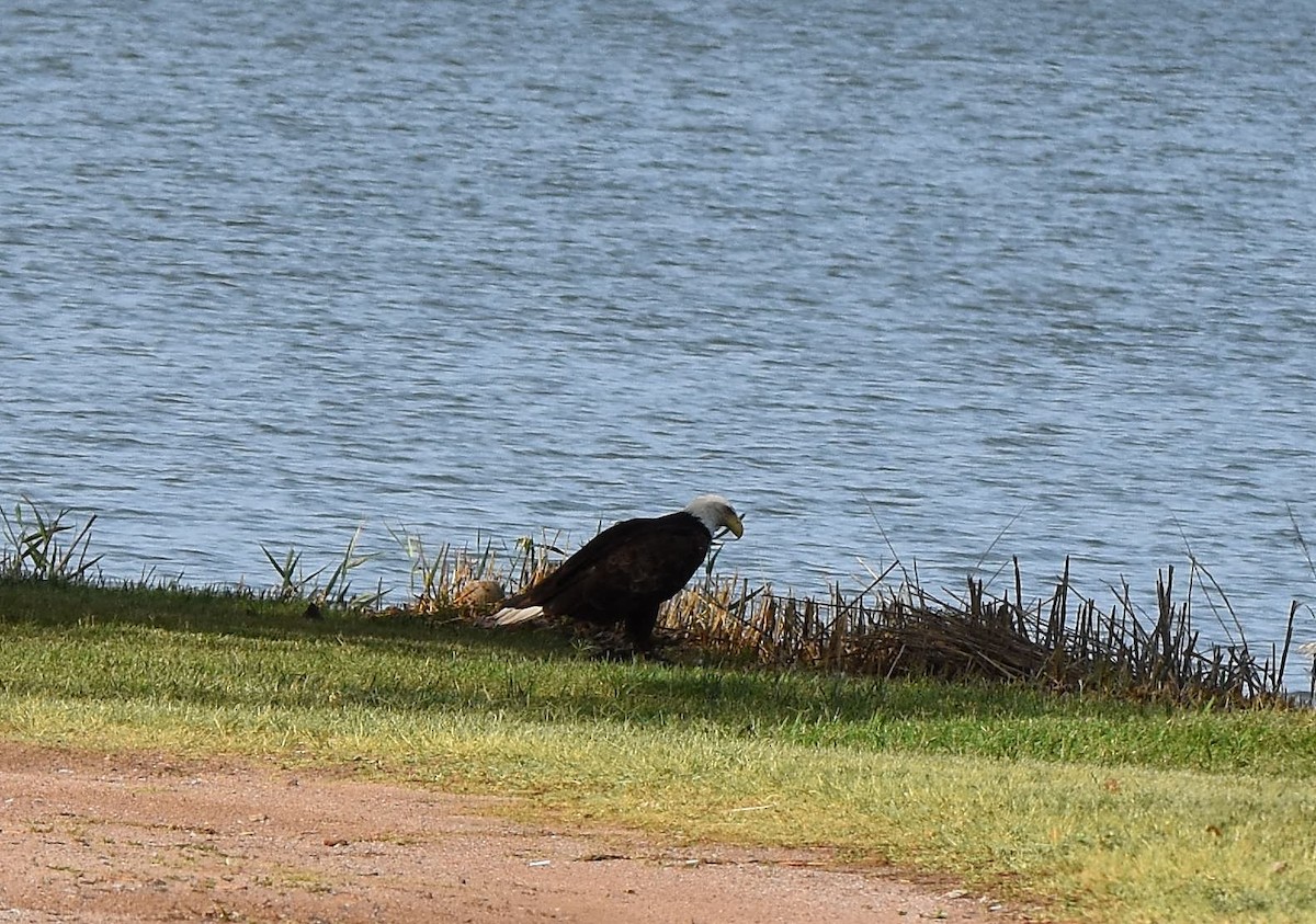 Bald Eagle - ML349485611