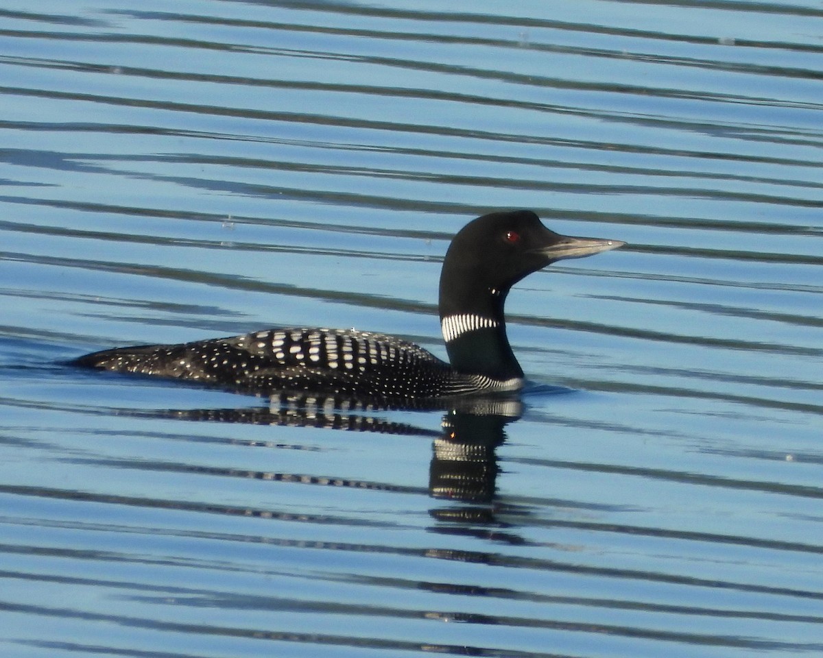 Common Loon - ML349486631