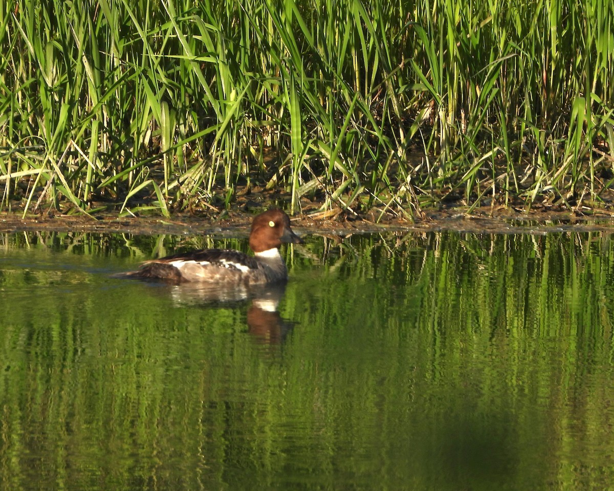 Common Goldeneye - ML349488191