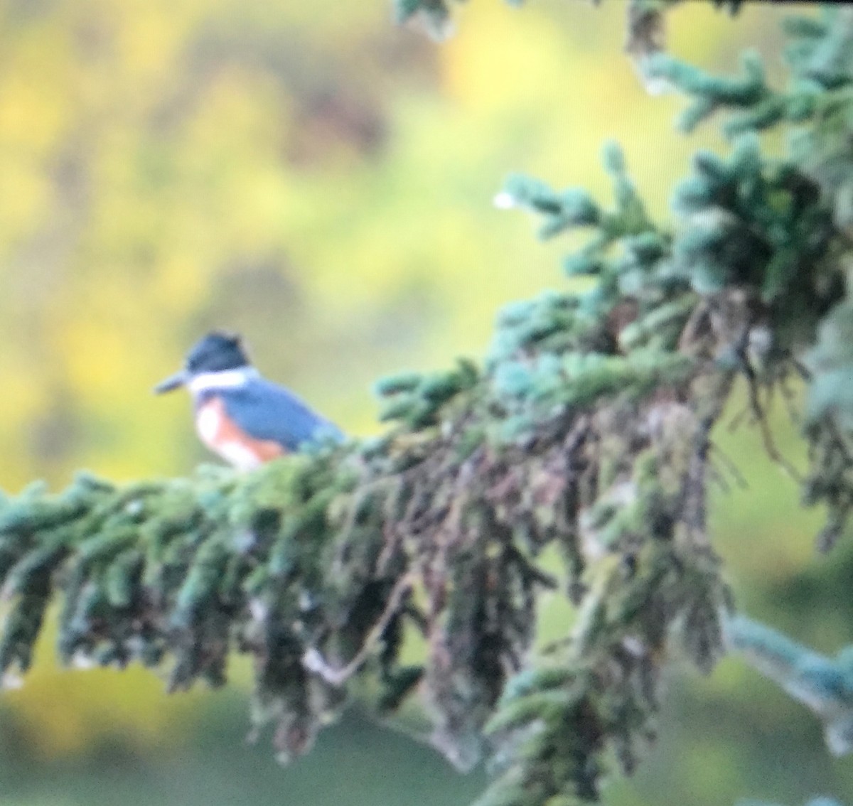 Belted Kingfisher - ML34948831