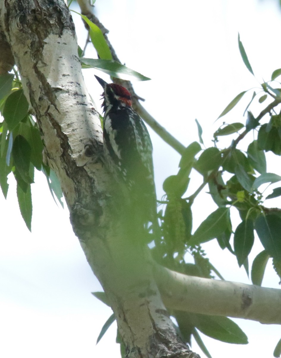 Red-naped Sapsucker - ML349488861