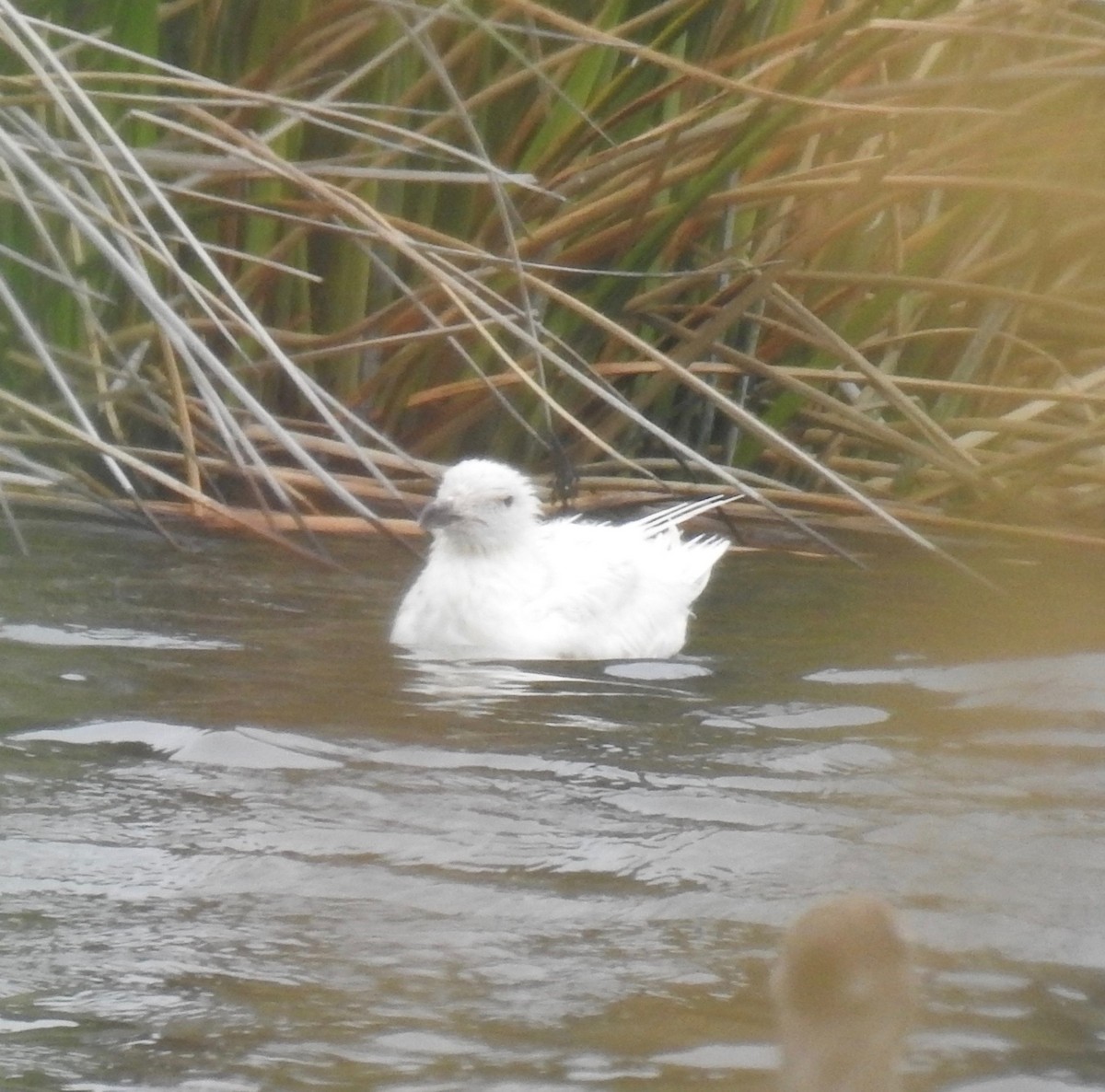 Gaviota de Bering - ML349490221