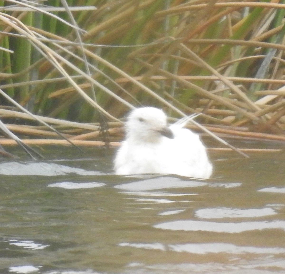 Gaviota de Bering - ML349490231