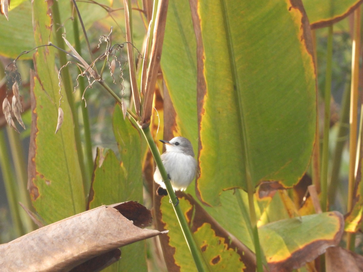 White-headed Marsh Tyrant - ML349492491