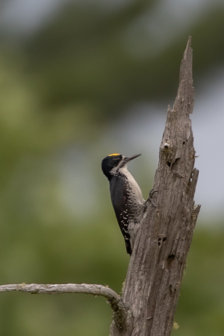 Black-backed Woodpecker - ML349493441