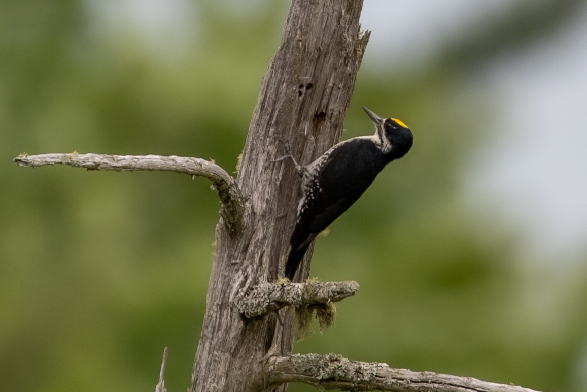 Black-backed Woodpecker - ML349493451