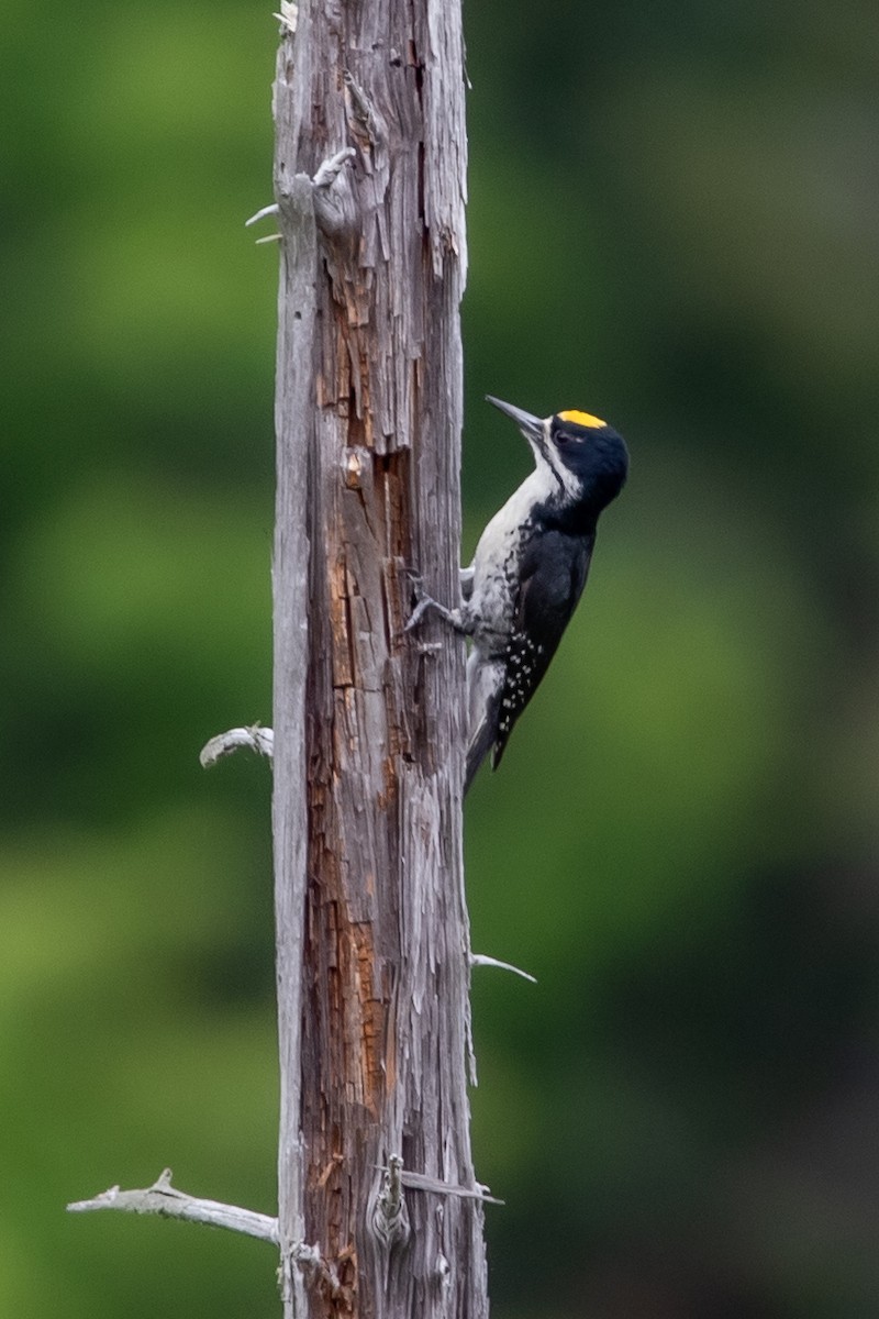 Black-backed Woodpecker - Rob  Sielaff