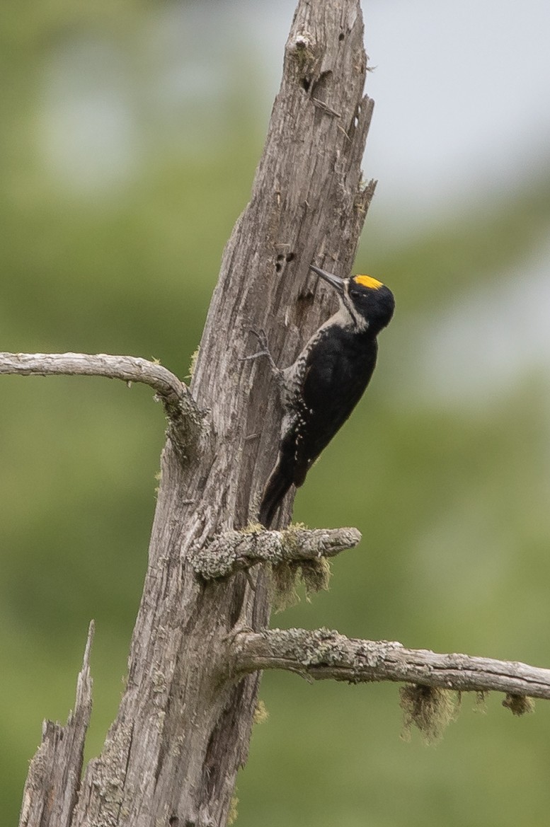 Black-backed Woodpecker - ML349493491