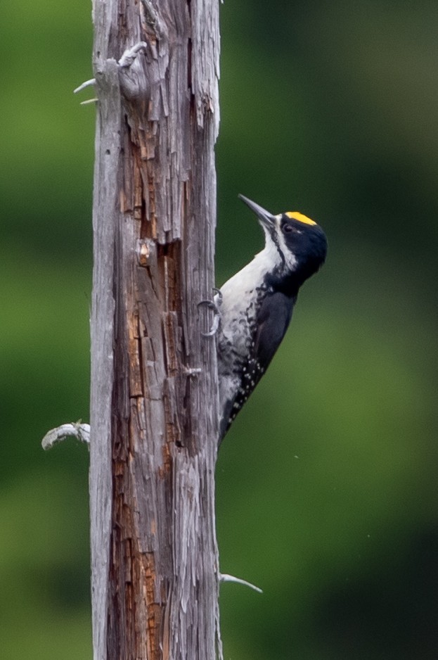 Black-backed Woodpecker - ML349493501