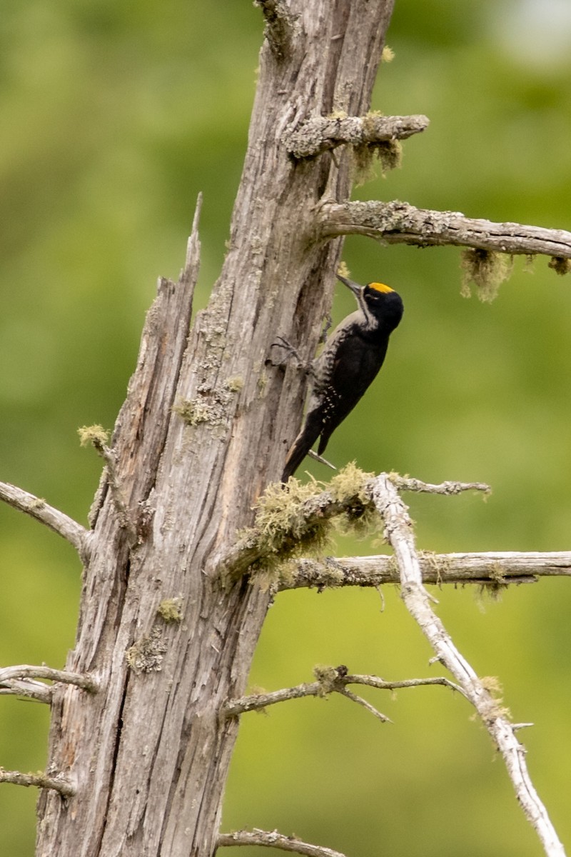 Black-backed Woodpecker - ML349493521