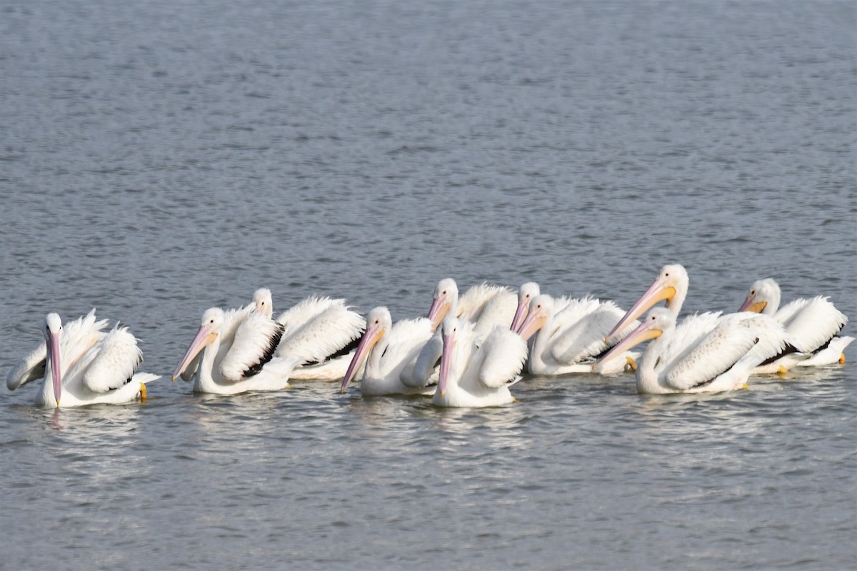 American White Pelican - Bill Eisele