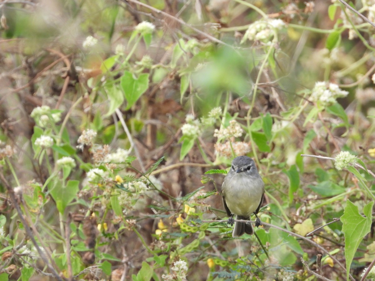 Straneck's Tyrannulet - ML349495001