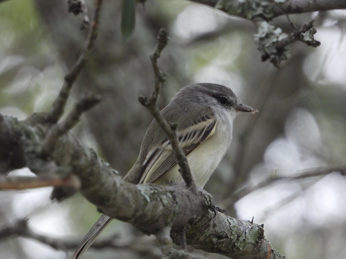 Straneck's Tyrannulet - ML349496051