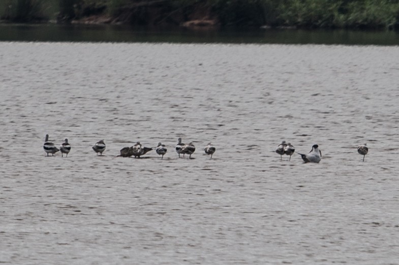 Avoceta Americana - ML34949621