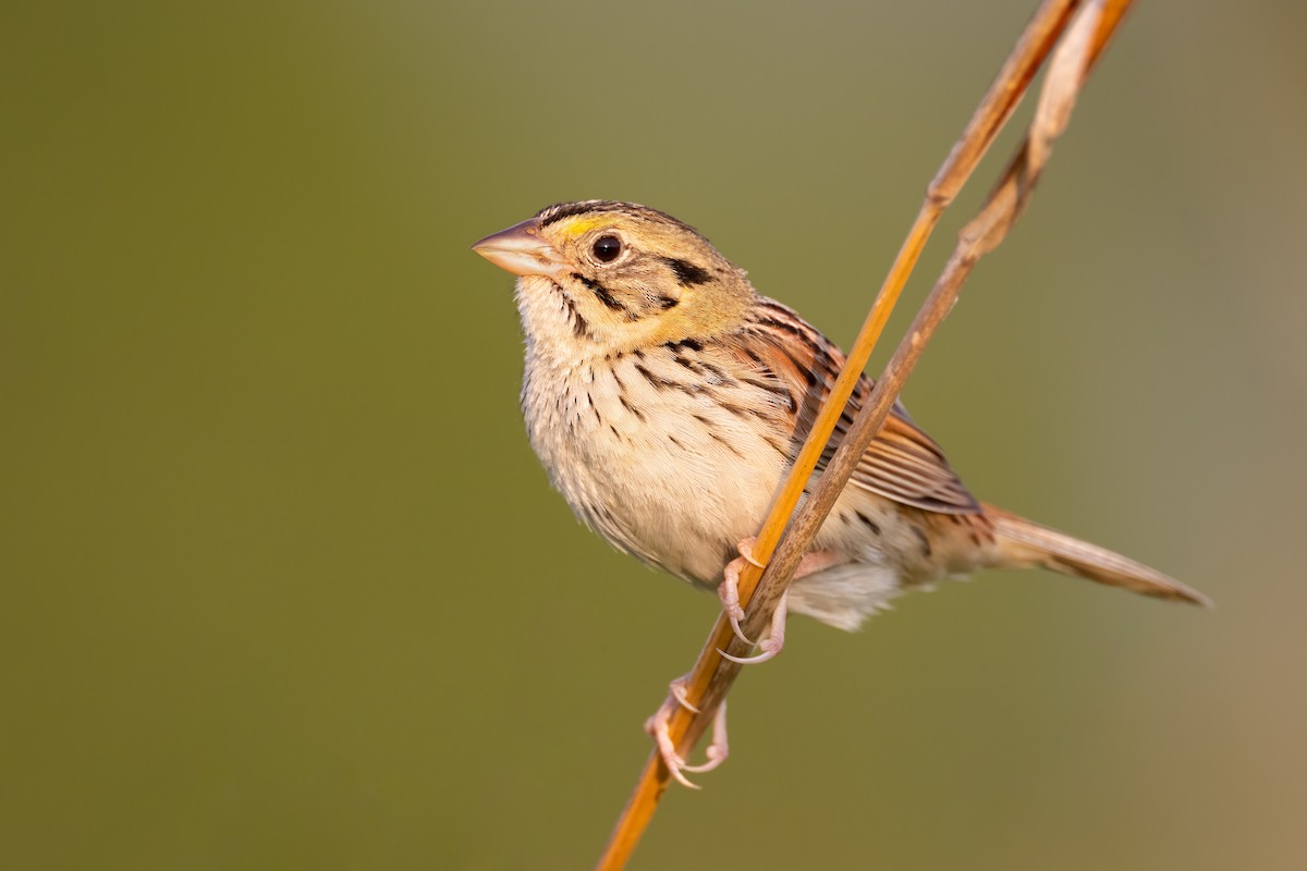 Henslow's Sparrow - ML349497181