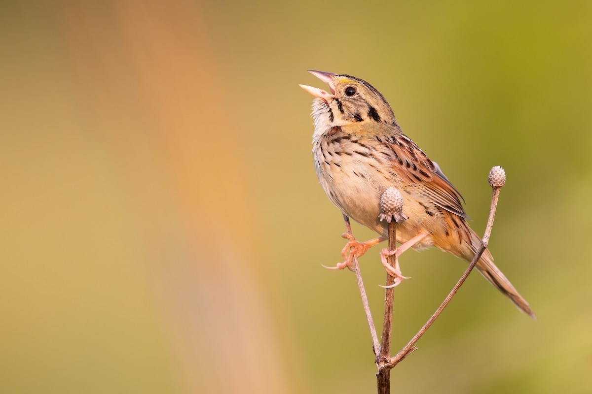 Henslow's Sparrow - ML349497371