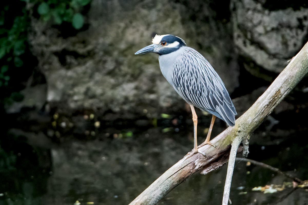 Yellow-crowned Night Heron - Sue Barth