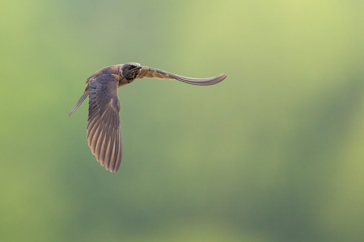 Purple Martin - ML349497601