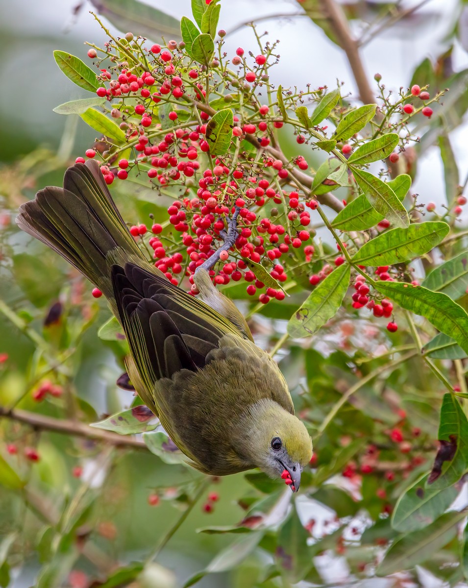 Palm Tanager - Fernando Farias