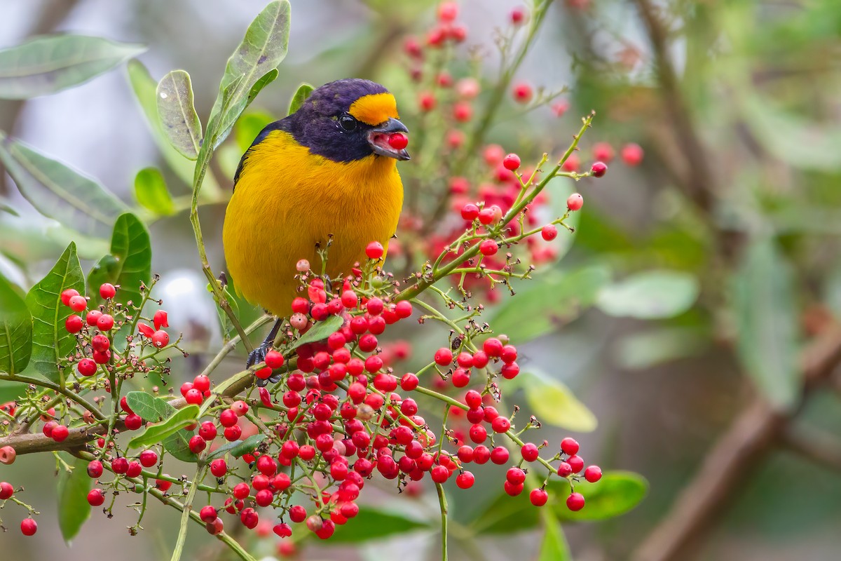 Violaceous Euphonia - Fernando Farias