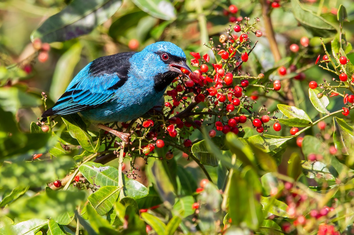 Blue Dacnis - Fernando Farias