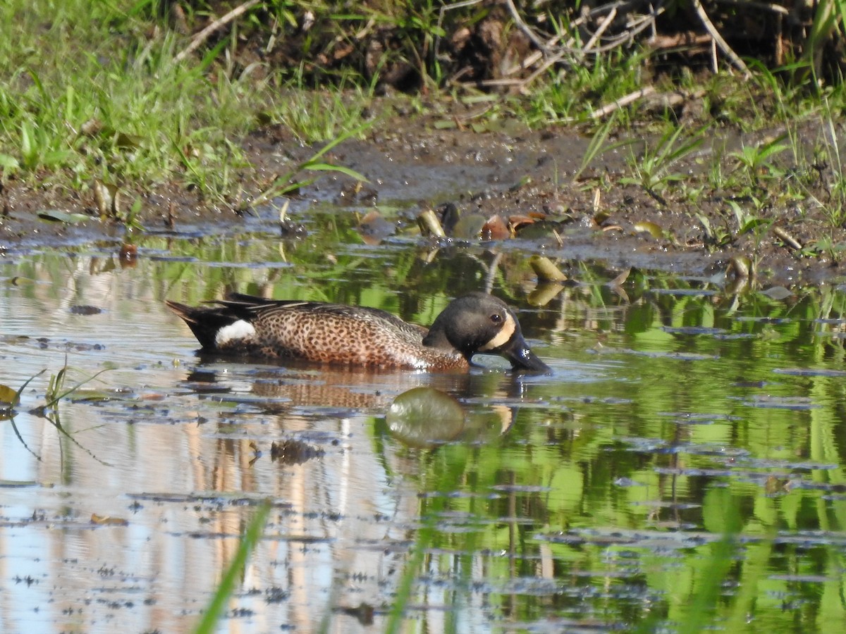 Blue-winged Teal - ML349501621