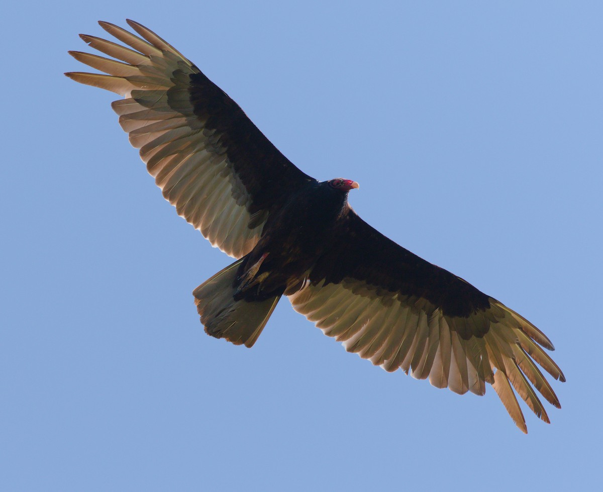Turkey Vulture - ML349502841