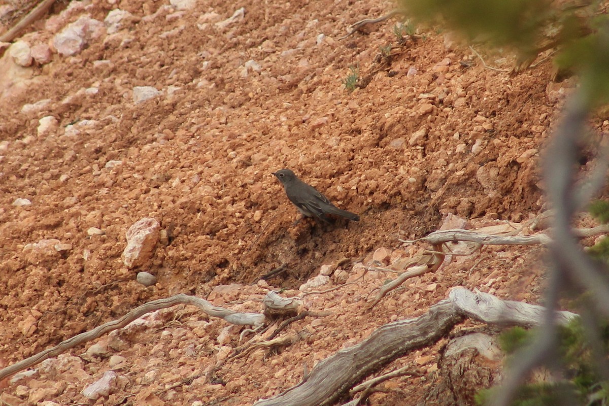 Townsend's Solitaire - Colton Veltkamp