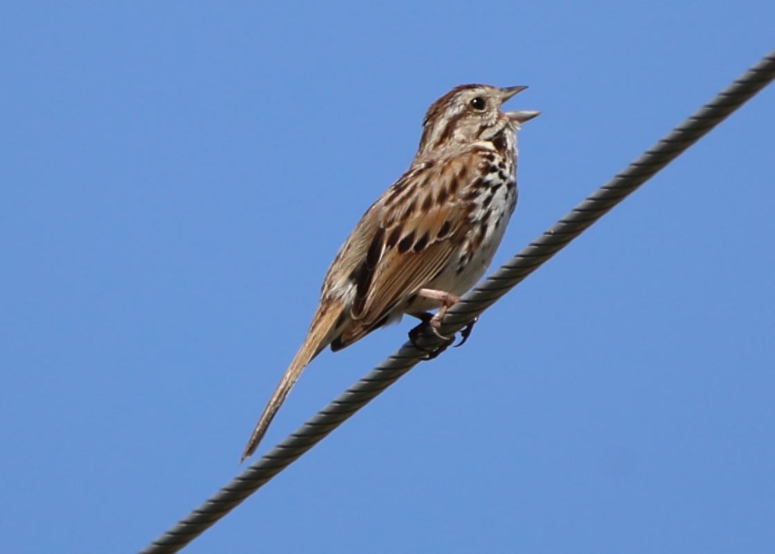 Song Sparrow - ML349503321