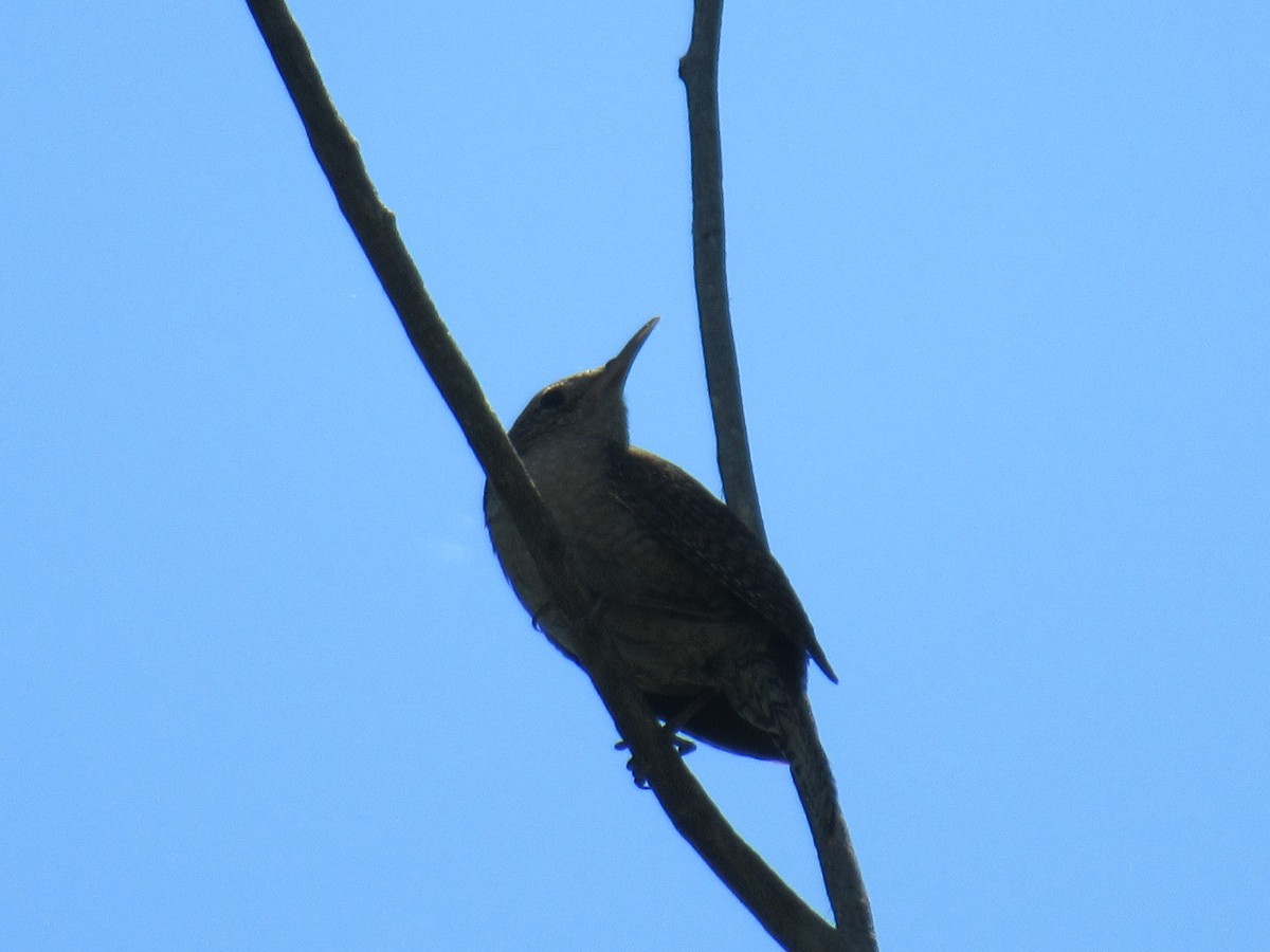 House Wren - Felice  Lyons