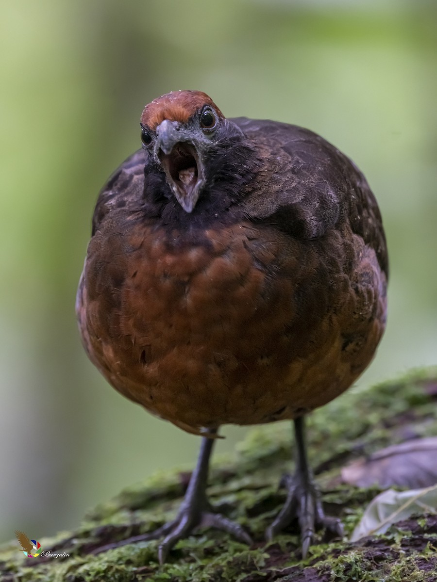 Black-eared Wood-Quail - ML349504371