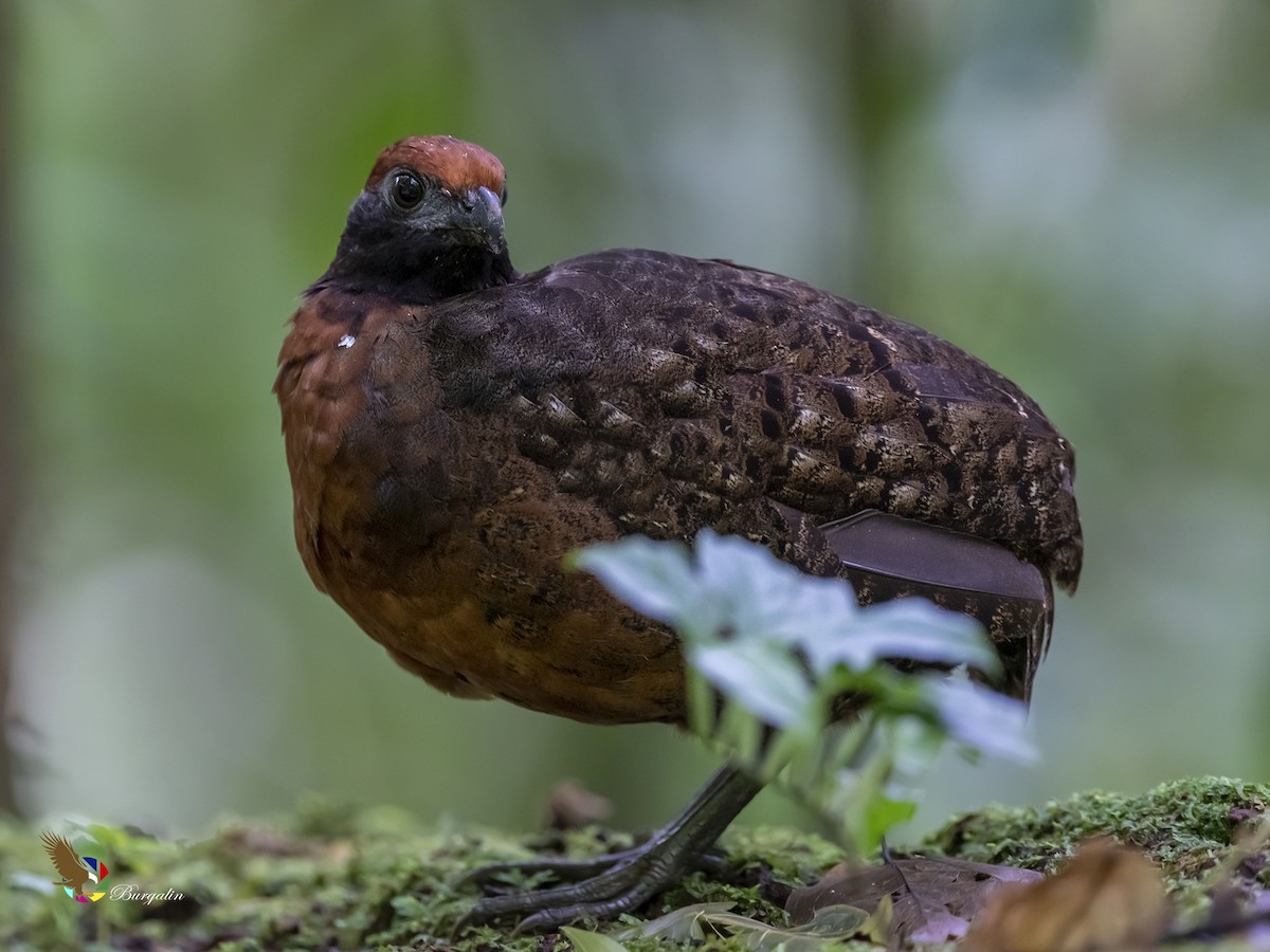 Black-eared Wood-Quail - ML349504381