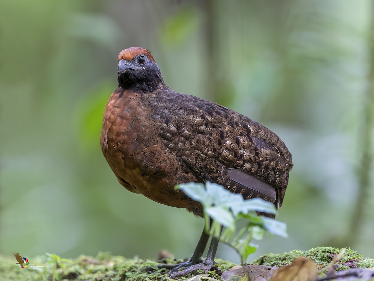 Black-eared Wood-Quail - ML349504391