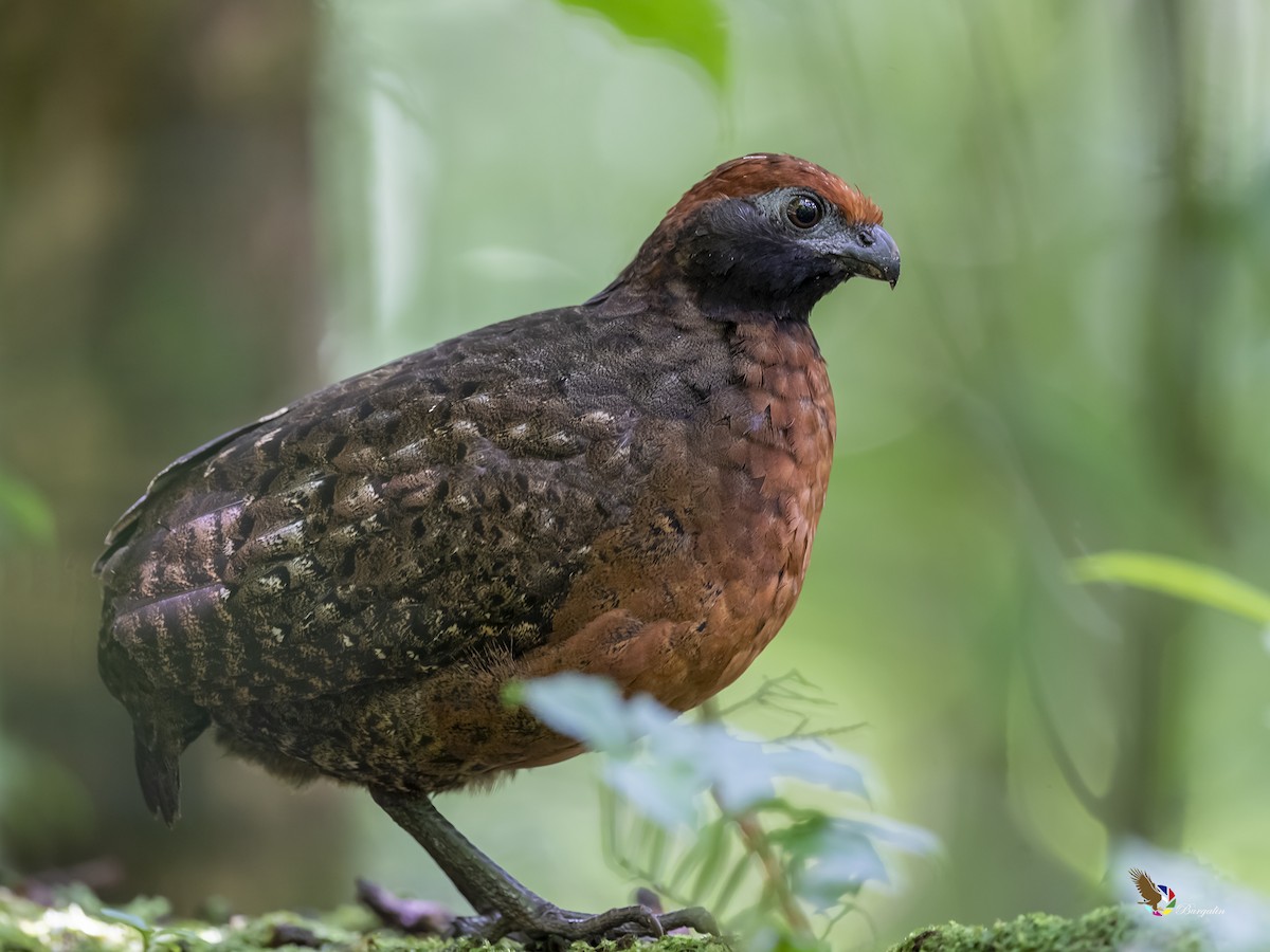 Black-eared Wood-Quail - ML349504411